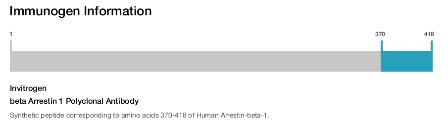 beta Arrestin 1 Polyclonal Antibody