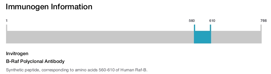 B-Raf Polyclonal Antibody