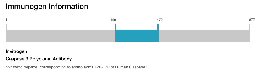 Caspase 3 Polyclonal Antibody