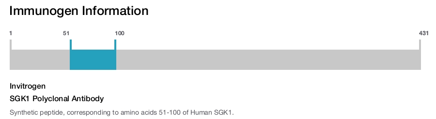 SGK1 Polyclonal Antibody