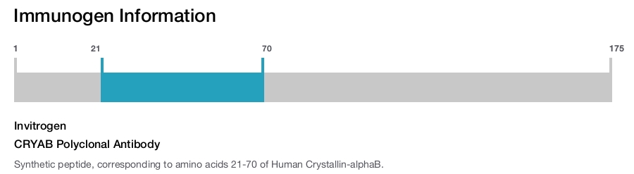 CRYAB Polyclonal Antibody