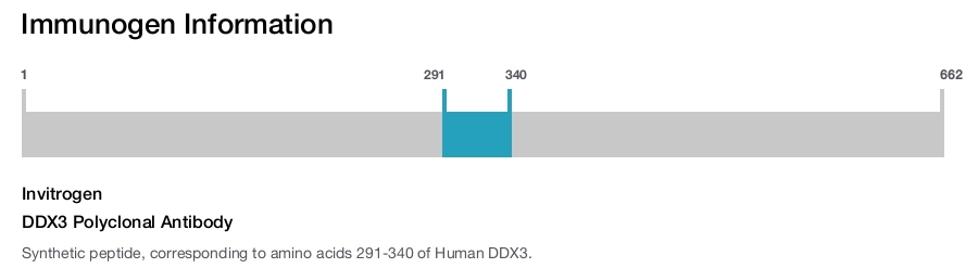 DDX3 Polyclonal Antibody