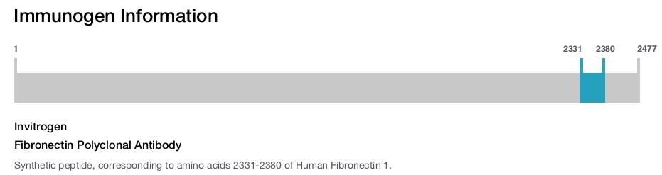 Fibronectin Polyclonal Antibody