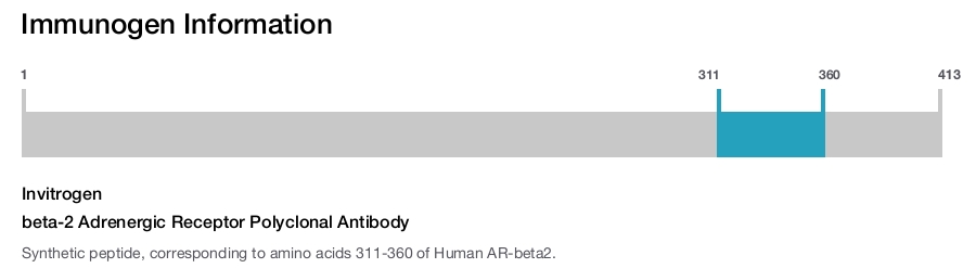 beta-2 Adrenergic Receptor Polyclonal Antibody