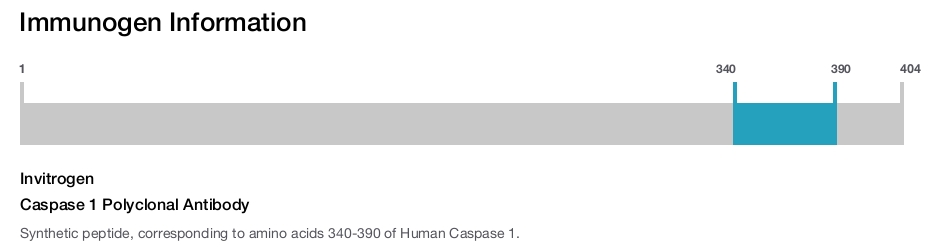 Caspase 1 Polyclonal Antibody