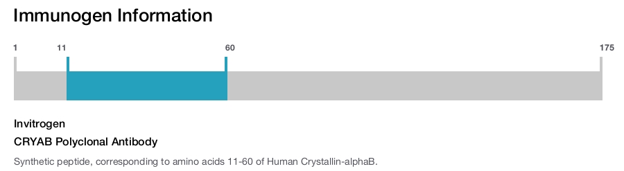 CRYAB Polyclonal Antibody