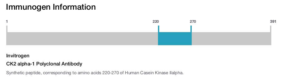 CK2 alpha-1 Polyclonal Antibody