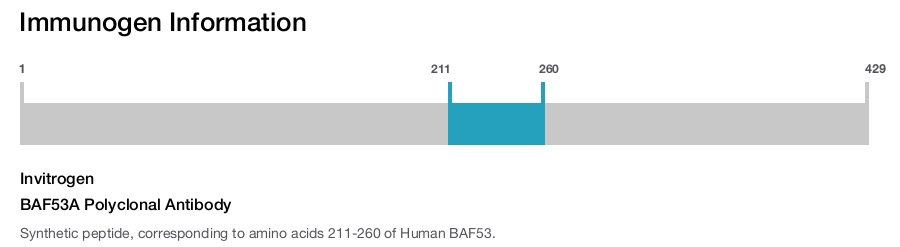 BAF53A Polyclonal Antibody