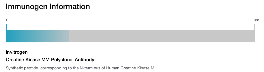 Creatine Kinase MM Polyclonal Antibody