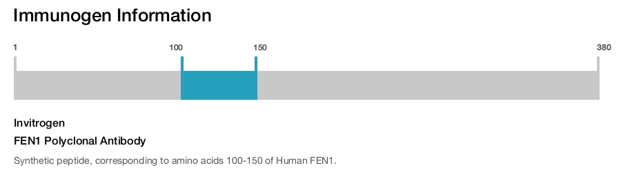 FEN1 Polyclonal Antibody
