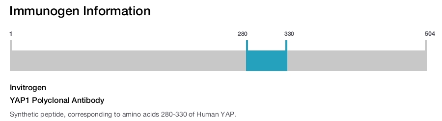 YAP1 Polyclonal Antibody