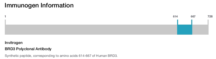 BRD3 Polyclonal Antibody