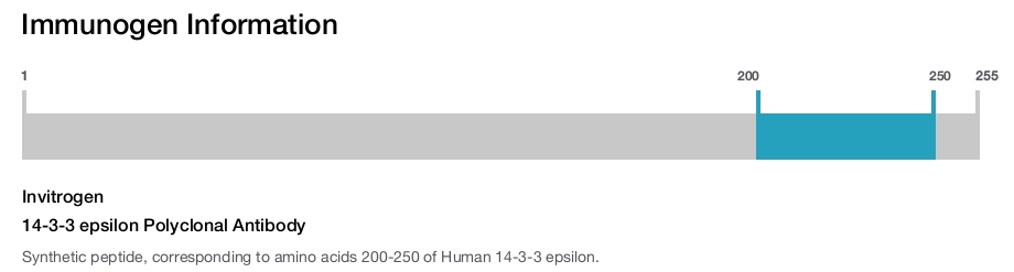 14-3-3 epsilon Polyclonal Antibody