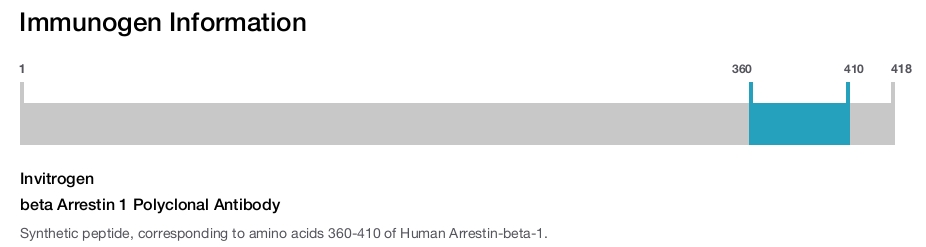 beta Arrestin 1 Polyclonal Antibody
