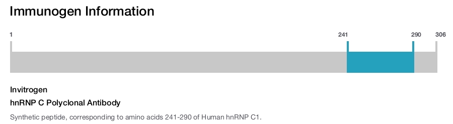 hnRNP C Polyclonal Antibody