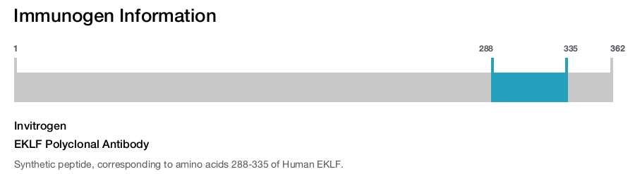 EKLF Polyclonal Antibody