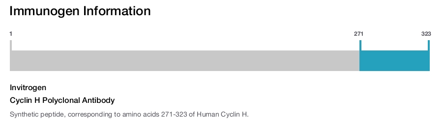 Cyclin H Polyclonal Antibody
