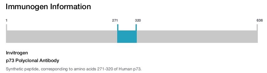 p73 Polyclonal Antibody