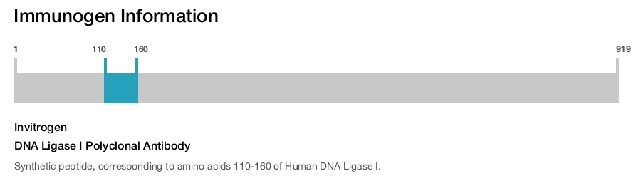 DNA Ligase I Polyclonal Antibody