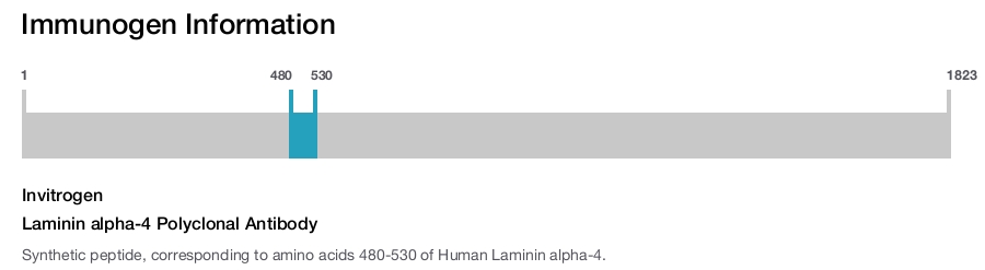 Laminin alpha-4 Polyclonal Antibody
