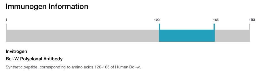 Bcl-W Polyclonal Antibody