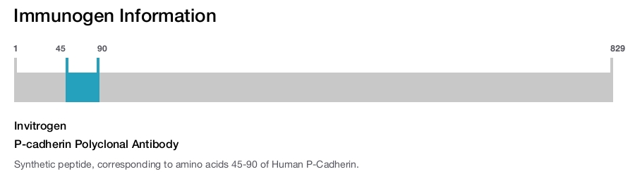 P-cadherin Polyclonal Antibody