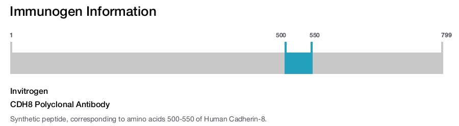 CDH8 Polyclonal Antibody