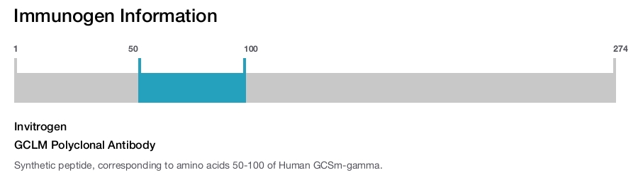 GCLM Polyclonal Antibody
