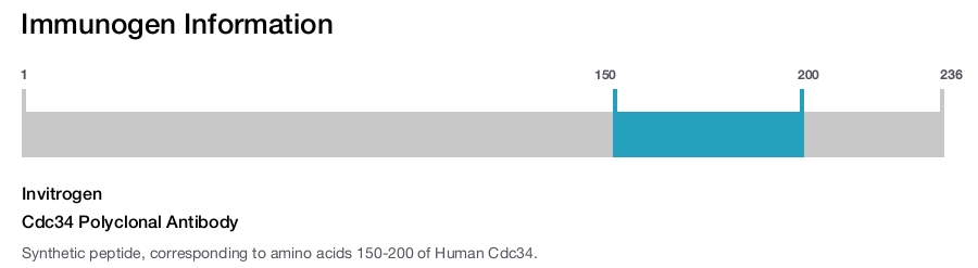 Cdc34 Polyclonal Antibody