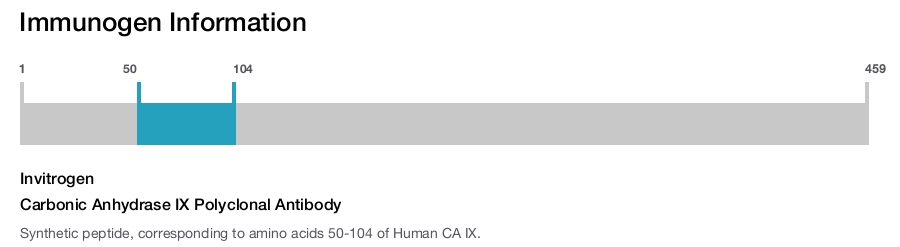 Carbonic Anhydrase IX Polyclonal Antibody