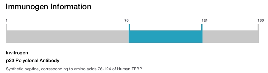 p23 Polyclonal Antibody