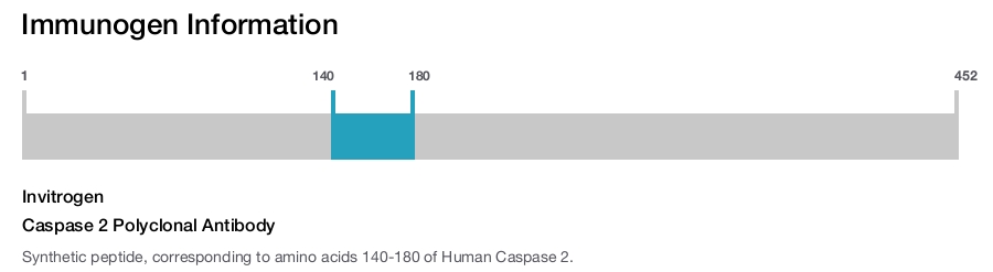 Caspase 2 Polyclonal Antibody