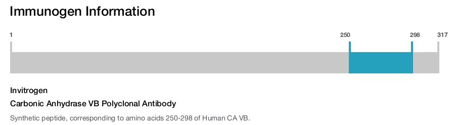 Carbonic Anhydrase VB Polyclonal Antibody