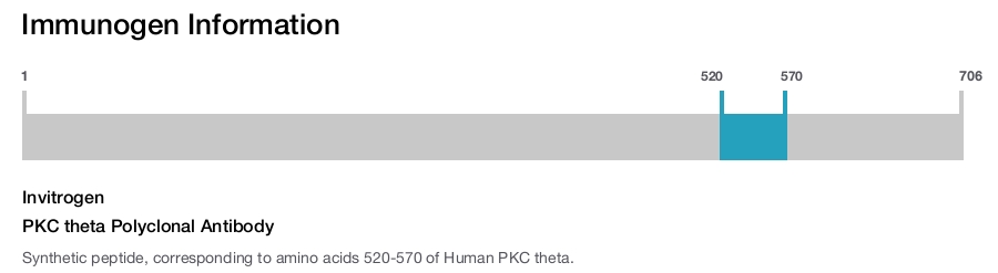 PKC theta Polyclonal Antibody