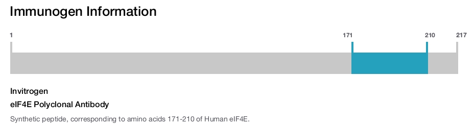 eIF4E Polyclonal Antibody