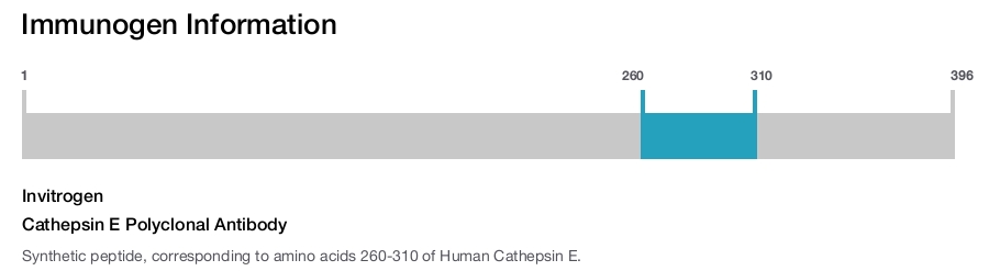 Cathepsin E Polyclonal Antibody