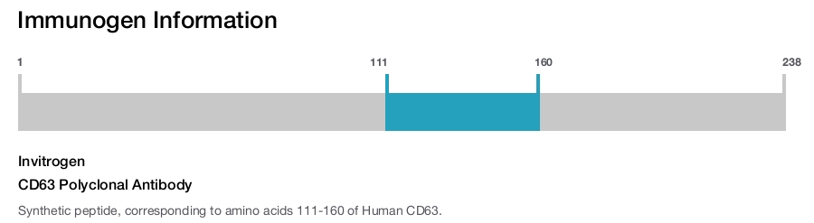 CD63 Polyclonal Antibody