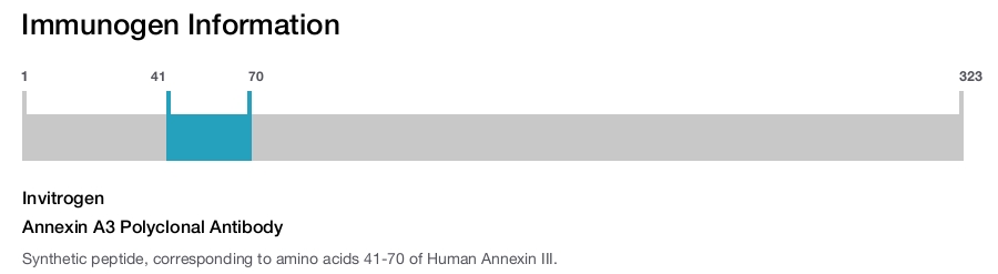 Annexin A3 Polyclonal Antibody