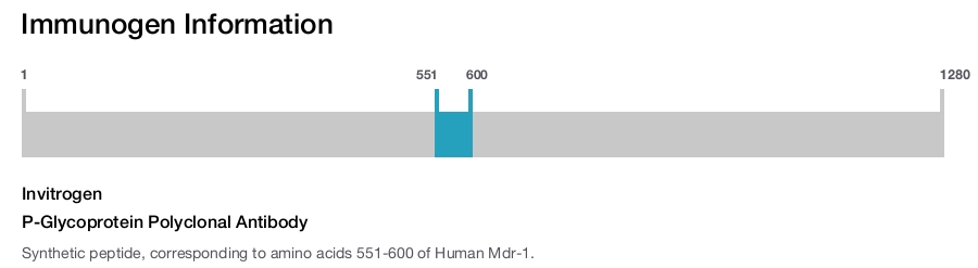 P-Glycoprotein Polyclonal Antibody