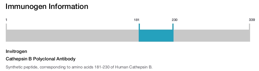 Cathepsin B Polyclonal Antibody