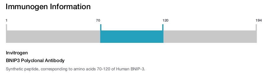 BNIP3 Polyclonal Antibody