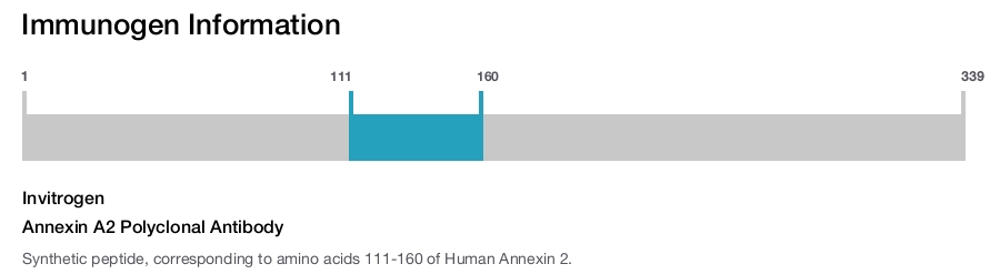 Annexin A2 Polyclonal Antibody