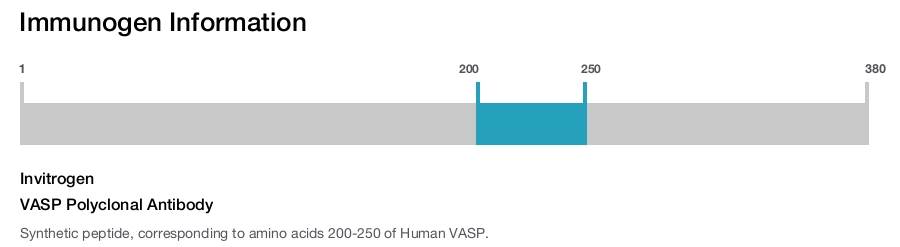 VASP Polyclonal Antibody