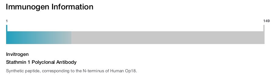 Stathmin 1 Polyclonal Antibody
