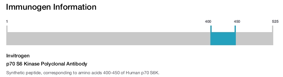 p70 S6 Kinase Polyclonal Antibody