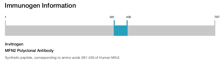 MFN2 Polyclonal Antibody