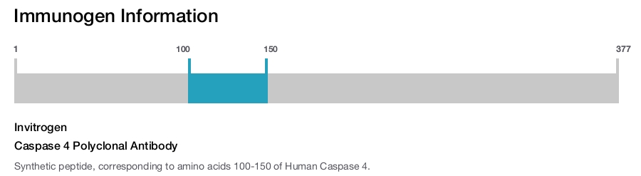 Caspase 4 Polyclonal Antibody