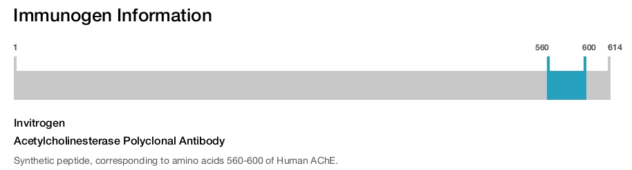Acetylcholinesterase Polyclonal Antibody