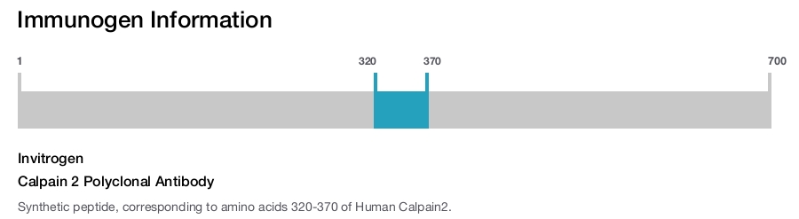 Calpain 2 Polyclonal Antibody