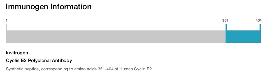 Cyclin E2 Polyclonal Antibody